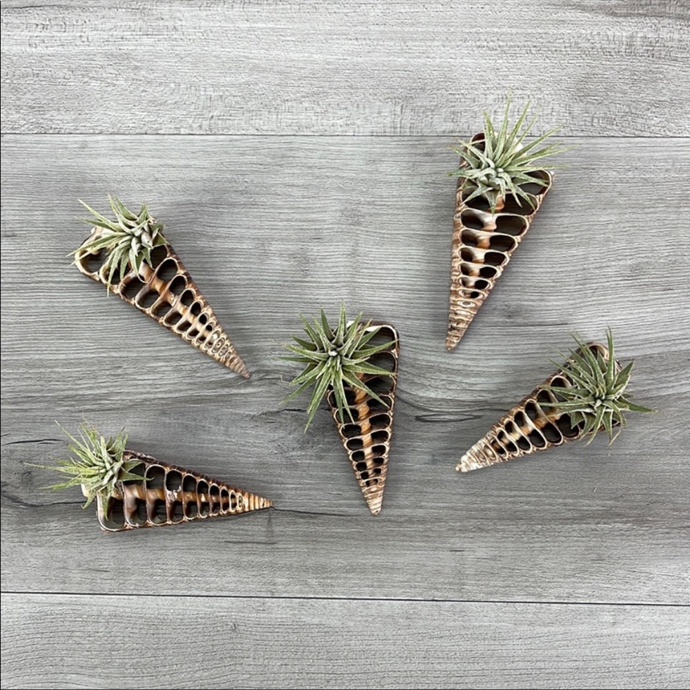 🌿Air Plant In A Shell🌿 - Picture 3 of 8